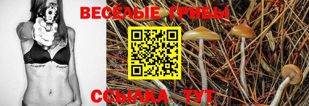 где продают   Псилоцибиновые грибы GOLDEN TEACHER  Вход с VPN  Псилоцибиновые грибы ЛСД  Ковров 